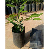 100 pcs Thickened Plastic Plant Nursery Bags Fruit Flower Seedling Planting Bags Garden Plant Grow Bags With Breathable