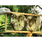 100g Orku Australian Beeswax Chunks - Pure Natural Unrefined Raw