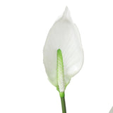 Home & Garden > Artificial Plants > Artifical Flowers & Plants - Artificial Flowering White Peace Lily / Calla Lily 95cm - Garden Yard