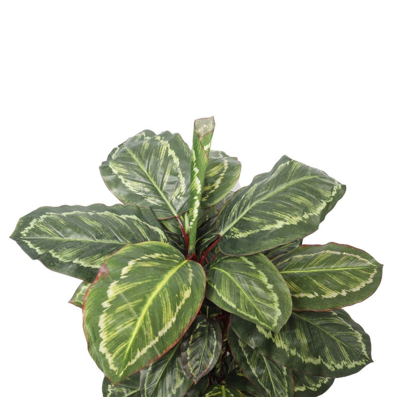 Home & Garden > Artificial Plants > Artifical Flowers & Plants - Artificial Wide Leaf Cordyline Plant 90cm - Garden Yard