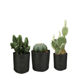 Home & Garden > Garden Beds > Garden Beds & Planters - 6 Pck 1 Gallon Fabric Flower Pots 3.8L Garden Planter Bags Black Felt Root Pouch - Garden Yard
